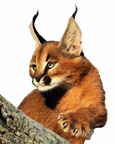 Табиатнинг  ноёб туҳфаси