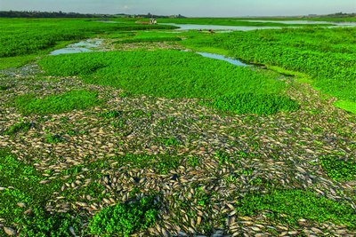 Заводдан чиқаётган заҳар дарёдаги  20 тонна балиқни нобуд қилди