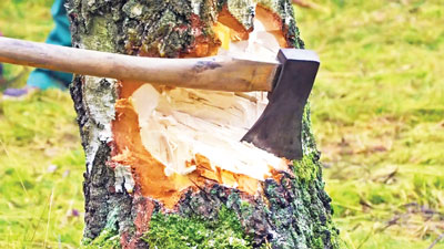 Ҳар қандай лойиҳа  бирорта  дарахтга зарар етказмаслиги зарур