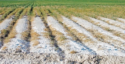 Шўрланган тупроқнинг тузи ариди