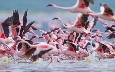 Қорақалпоғистон экологияси эътиборга доим муҳтож