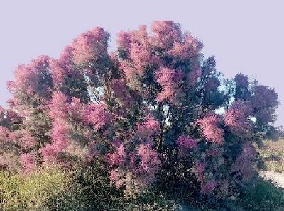 Иқлимга мос,  сувсизликка чидамли,  хушманзара