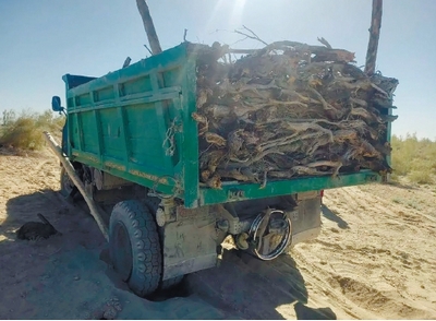 Саксовул учун 538 миллион жарима