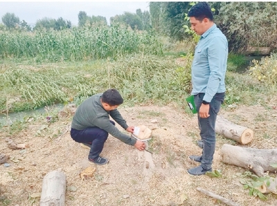 Яна бир дарахткушлик