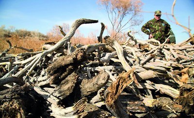 Саксовулни кесганлар  катта  жаримага тортилди