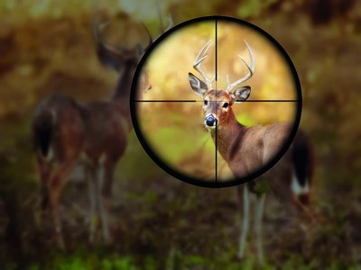 Ов қилишга мораторий:  Бу  чеклов ҳайвонларни  асраб қола оладими?