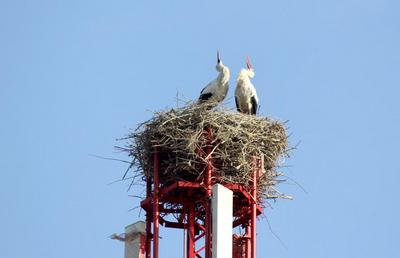Меҳрибон  лайлаклар