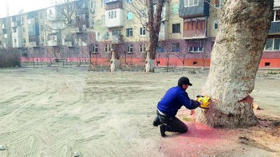 Фарғонада  кесилган дарахт жазо  ва чораларни  кучайтириш  зарурлигини кўрсатди