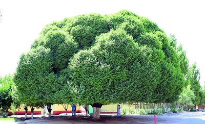 Қадимий дарахтлар  нега  камайиб кетди?