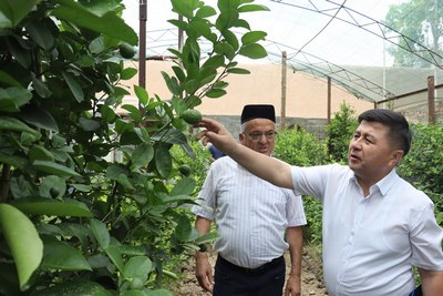 Апельсиннинг «укаси»дан  келаётган даромад