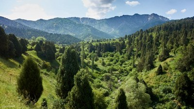 1,5 миллион гектар  ўрмон  барпо  этилади