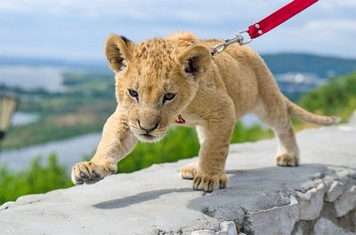 Ёввойи жонзотлар уй ҳайвони ёки  ҳашамат белгиси эмас!