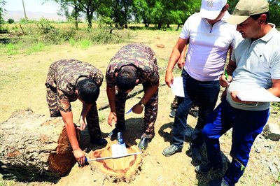 Дарахтлар  кесилишига қарши  мораторий  нафақат  давом этиши