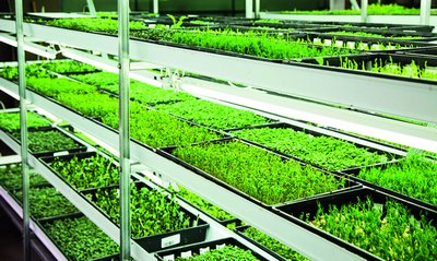 Микро кўкатнинг  макро  фойдаси