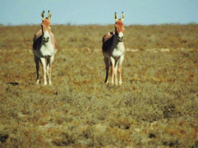 Табиатнинг  олтин  бешиги