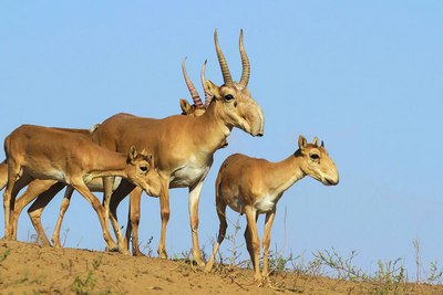 Ҳайвонлар ва қушларда ҳам  ғурур бор