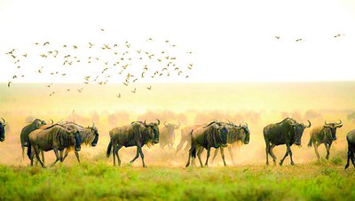 Мингдан ортиқ кўчиб юрувчи тур йўқолиб кетиш хавфи остида