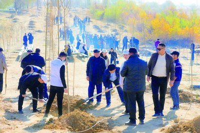 Йўл ёқасидаги кўчатлар экологик мувозанатни сақлайди