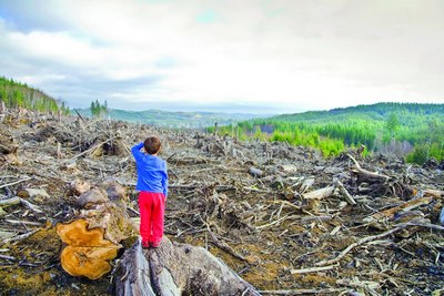 Ҳар йили 10,9 миллион гектар ўрмон йўқолмоқда