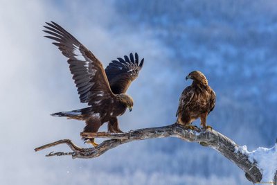 Бургут фарзандларига қандай қилиб ота танлашини биласизми?