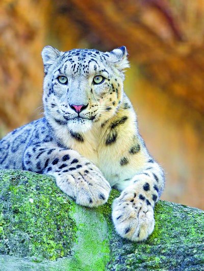 Қор қоплонини ҳимоя қилиш минтақавий ҳамкорликни талаб этади