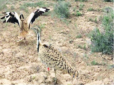 Рақсга уста йўрға тувалоқлар