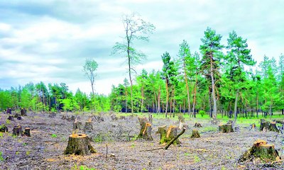 Арчаларга  қирон  келтирганлар  аниқланди