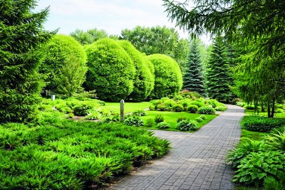 Яшил қалқон: нега бизга оддий парклар эмас, айнан дендрология боғлари керак?